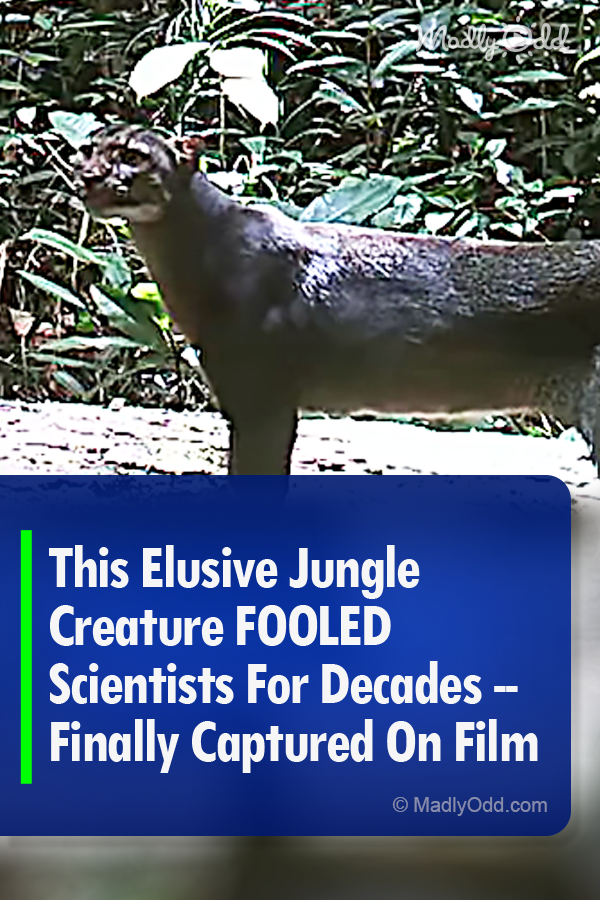 This Elusive Jungle Creature FOOLED Scientists For Decades – Finally Captured On Film