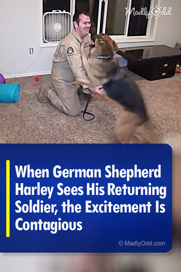 When German Shepherd Harley Sees His Returning Soldier, the Excitement Is Contagious
