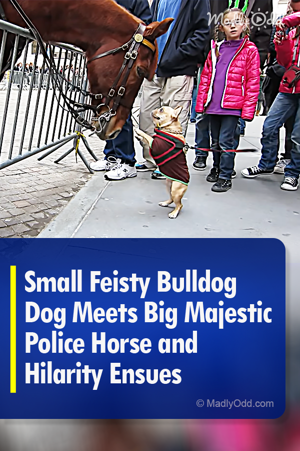 Small Feisty Bulldog Dog Meets Big Majestic Police Horse and Hilarity Ensues