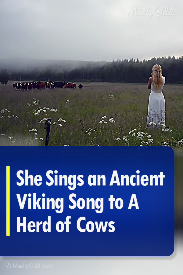She Sings an Ancient Viking Song to A Herd of Cows