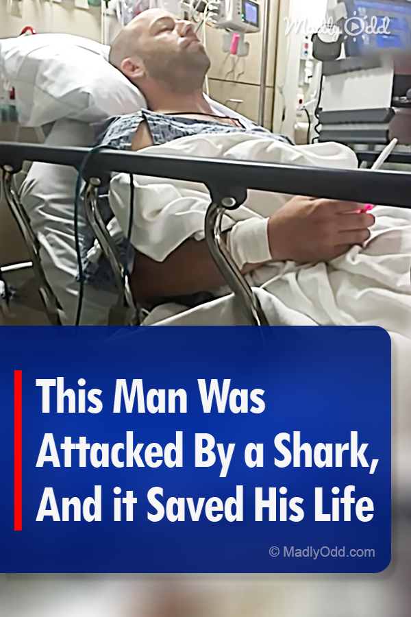 This Man Was Attacked By a Shark, And it Saved His Life