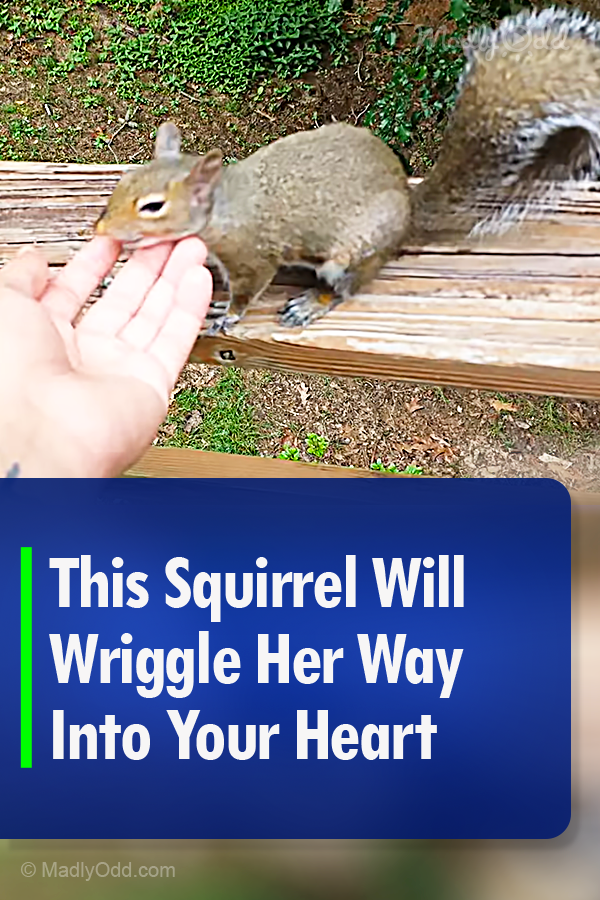 This Squirrel Will Wriggle Her Way Into Your Heart
