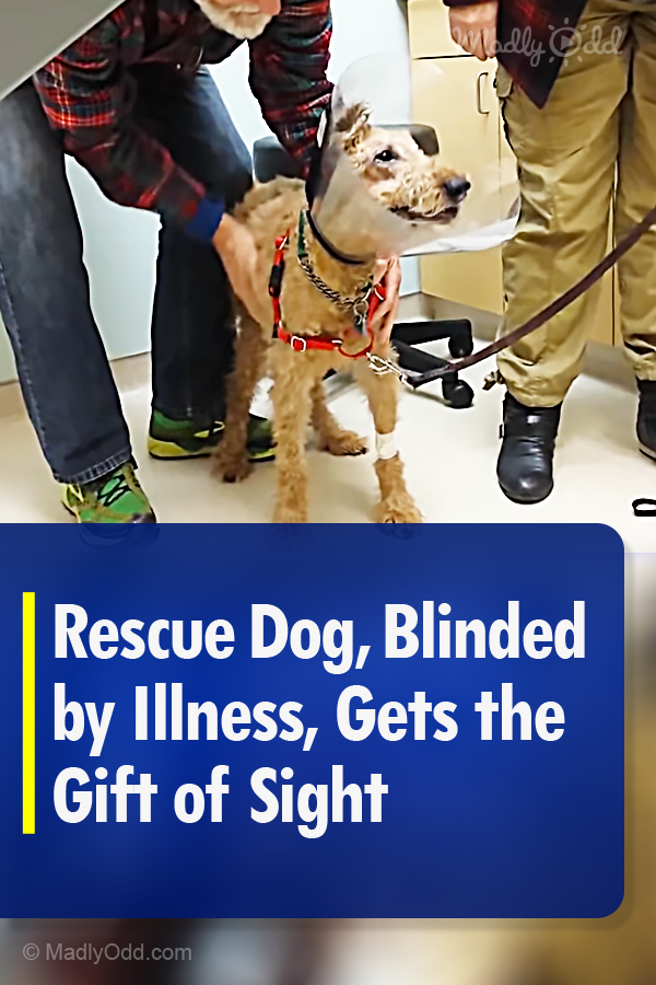 Rescue Dog, Blinded by Illness, Gets the Gift of Sight