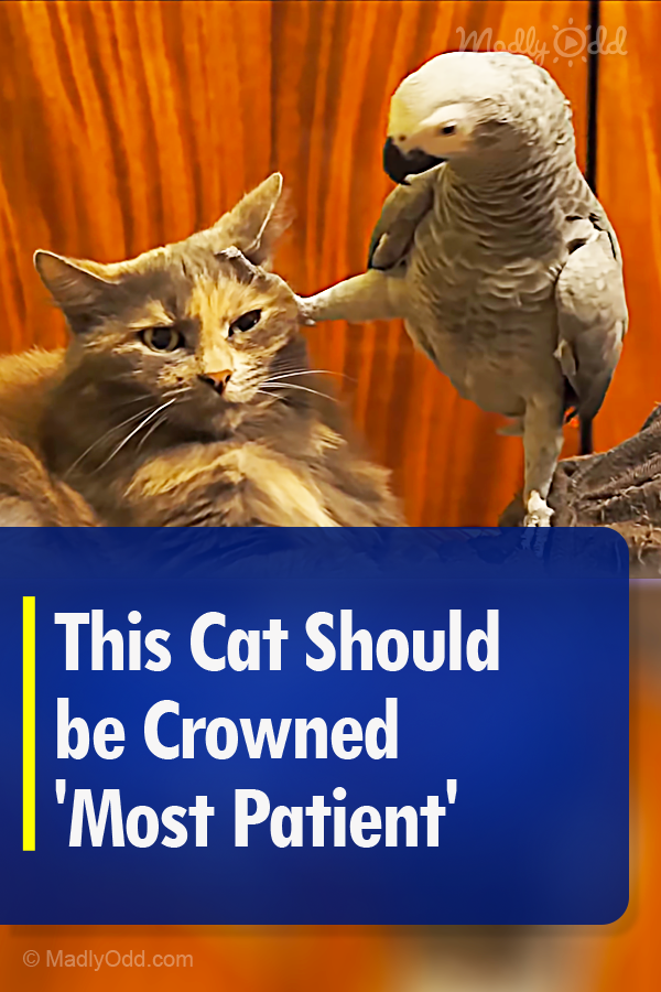 This Cat Should be Crowned \'Most Patient\'