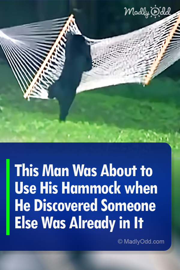 This Man Was About to Use His Hammock when He Discovered Someone Else Was Already in It