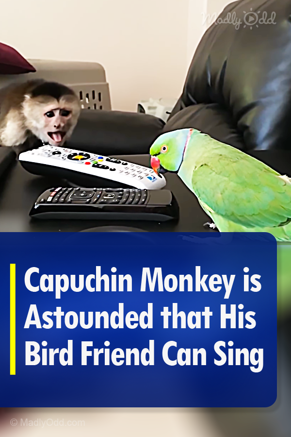 Capuchin Monkey is Astounded that His Bird Friend Can Sing