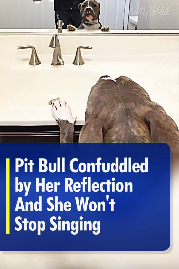 Pit Bull Confuddled by Her Reflection And She Won\'t Stop Singing
