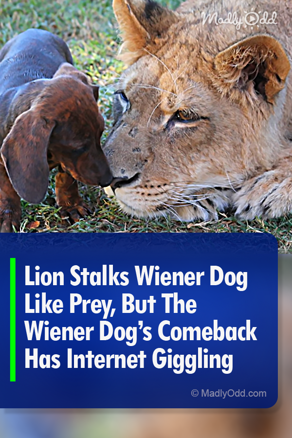 Lion Stalks Wiener Dog Like Prey, But The Wiener Dog’s Comeback Has Internet Giggling