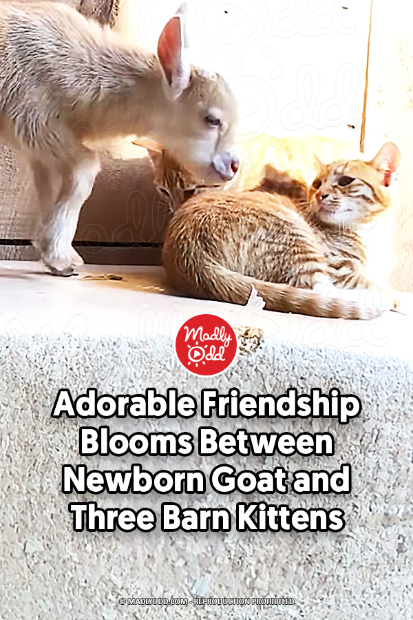 Adorable Friendship Blooms Between Newborn Goat and Three Barn Kittens