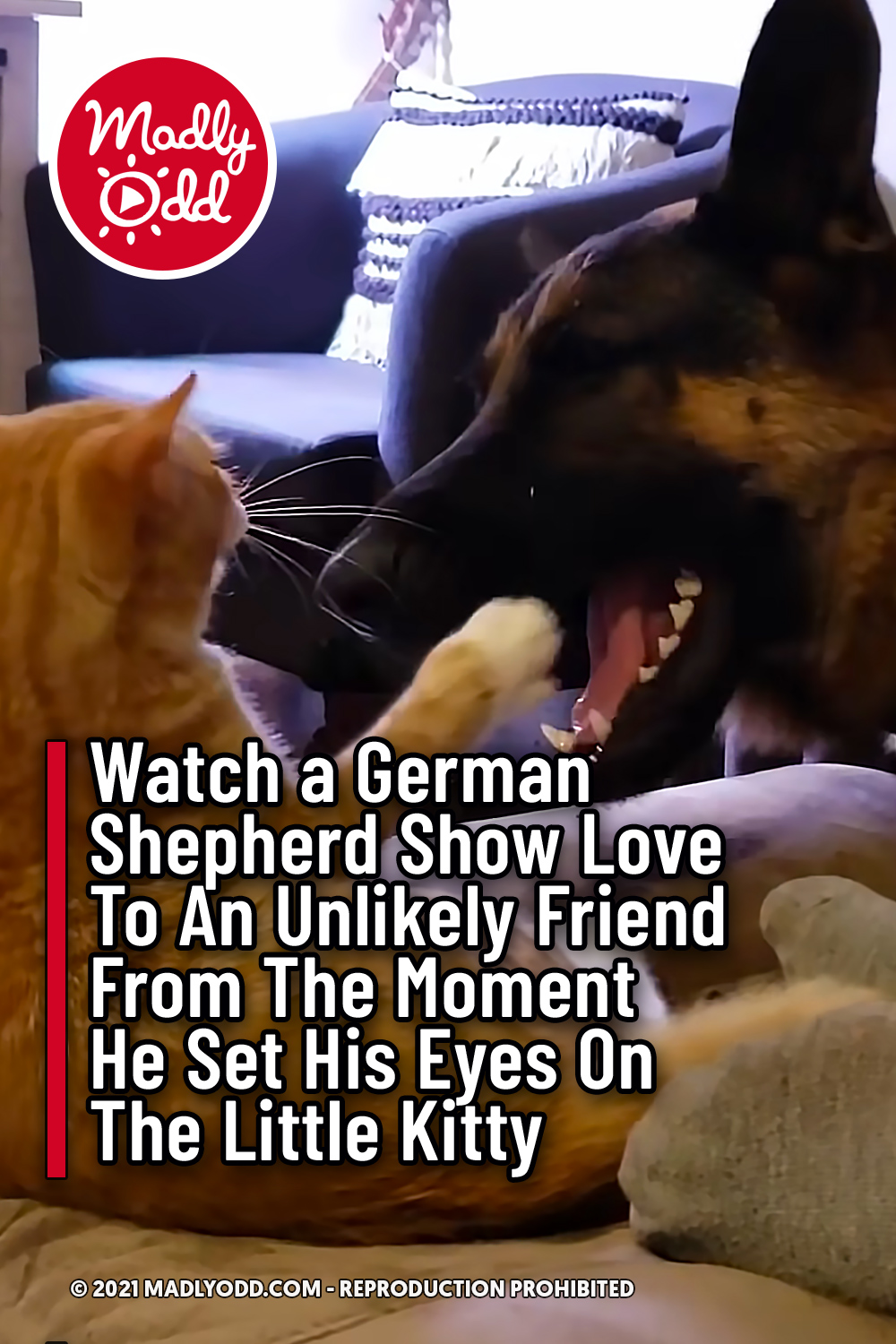 Watch a German Shepherd Show Love To An Unlikely Friend From The Moment He Set His Eyes On The Little Kitty