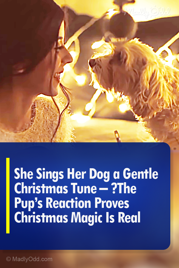 She Sings Her Dog a Gentle Christmas Tune -  The Pup\'s Reaction Proves Christmas Magic Is Real