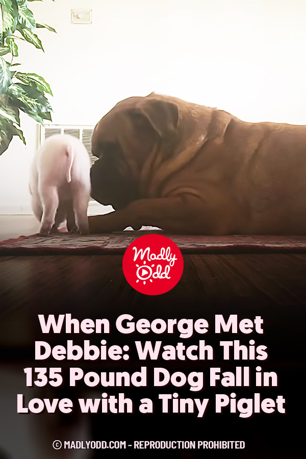 When George Met Debbie: Watch This 135 Pound Dog Fall in Love with a Tiny Piglet