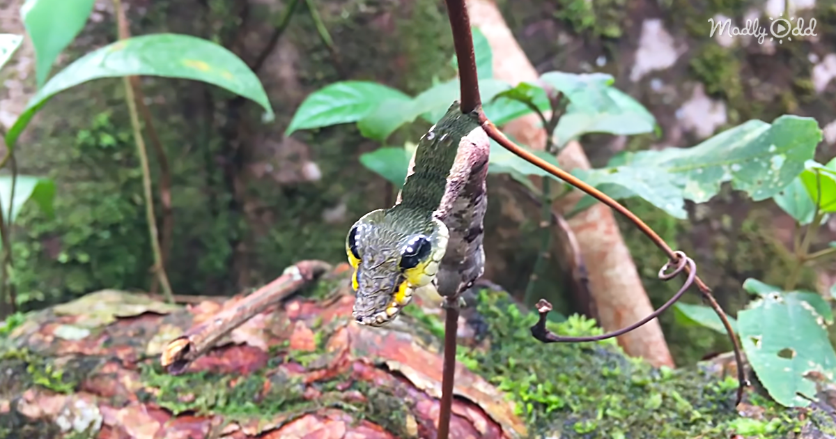 Amazing Caterpillar Pretends to Be A Snake When Scared