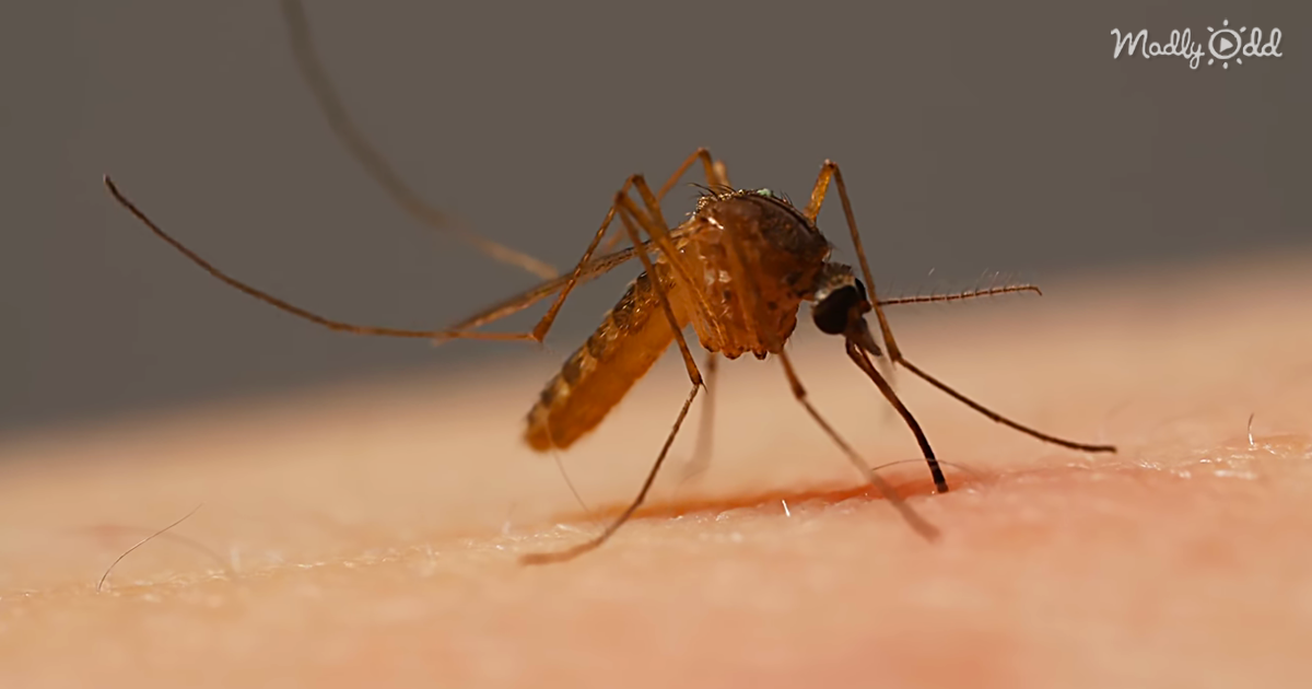 Meet The World’s Deadliest Animal, The Mosquito