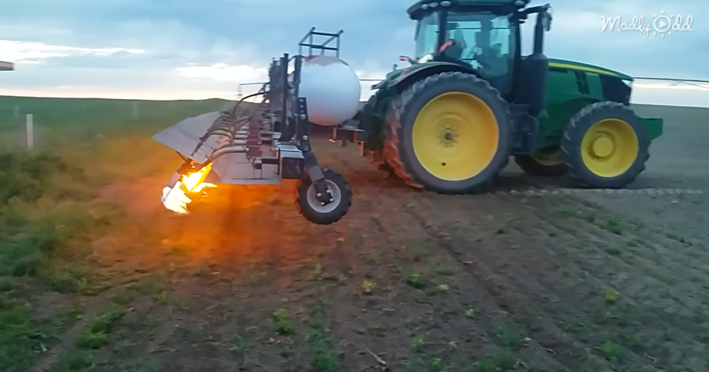 Farmers Are Now Using Flamethrowers To Weed Their Crops