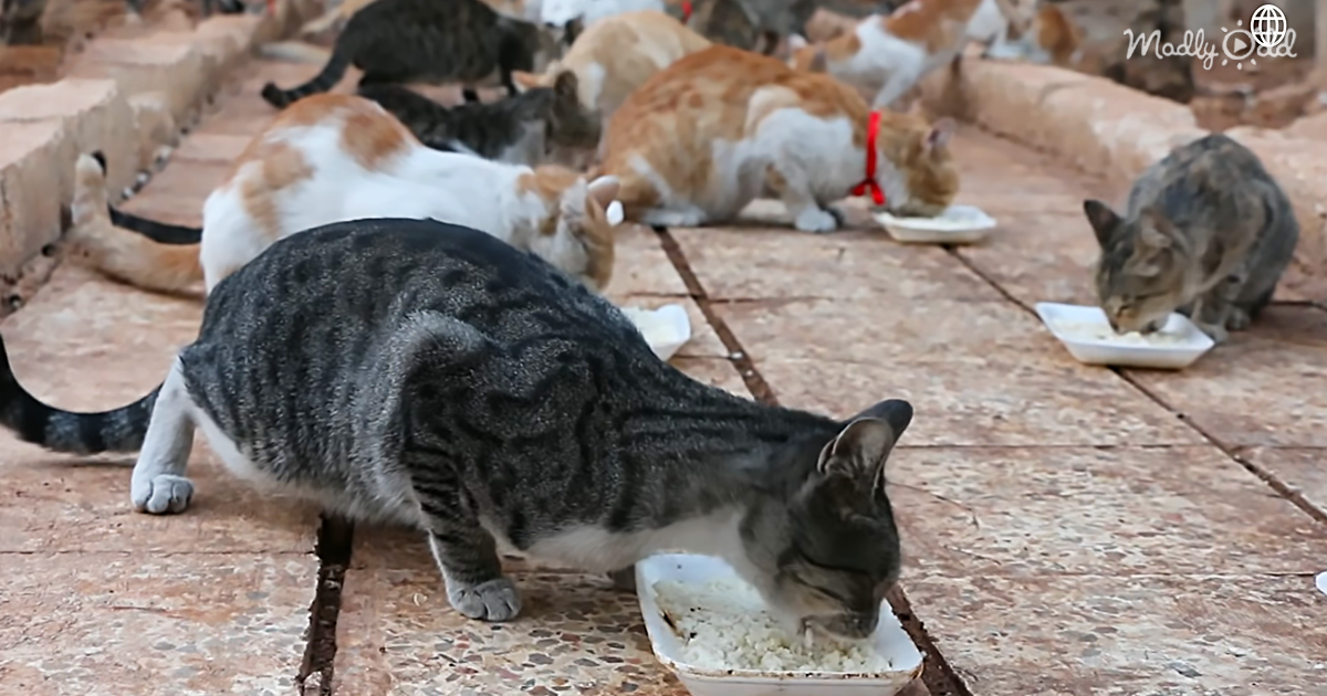 This Man Helps Cats Survive In War-Torn Syria