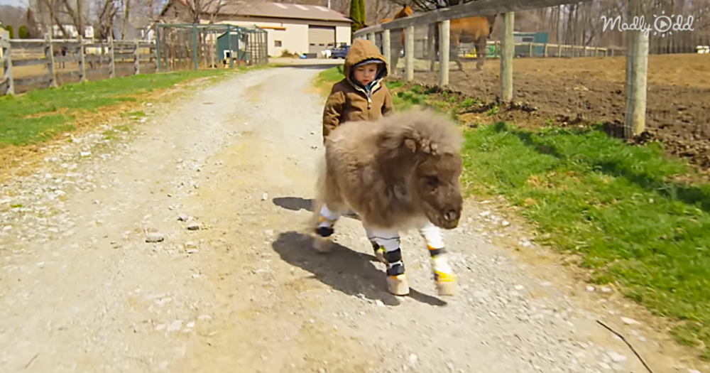 Watch Pumpkin The Dwarf Pony Learn To Walk & Run With The Help Of Love, Leg Bracers And The Support Of An Amazing Engineer