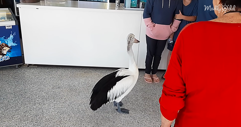 Incredibly Patient Pelican Waits Politely In Line For Fish And Chips