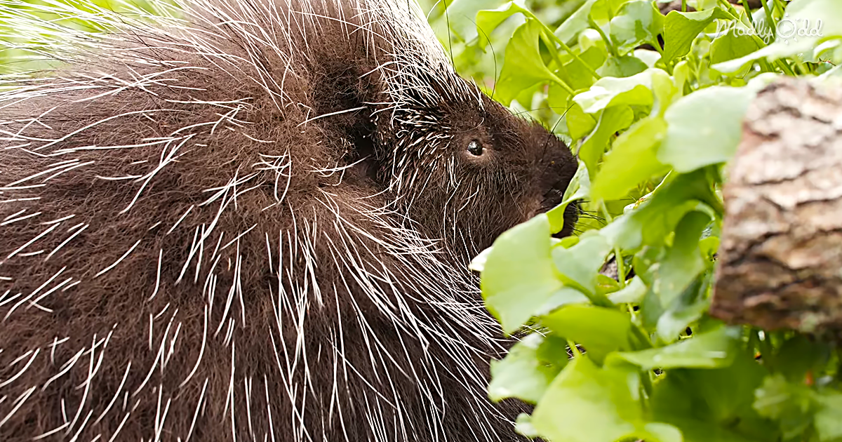 Watch This Porcupine Waddle, Bringing 30,000 Weapons Along