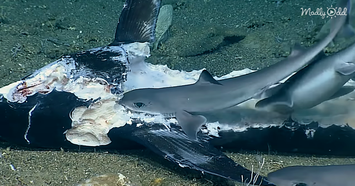 Scientists Catch Shark Feeding Frenzy During Deep Dive On The Ocean Floor