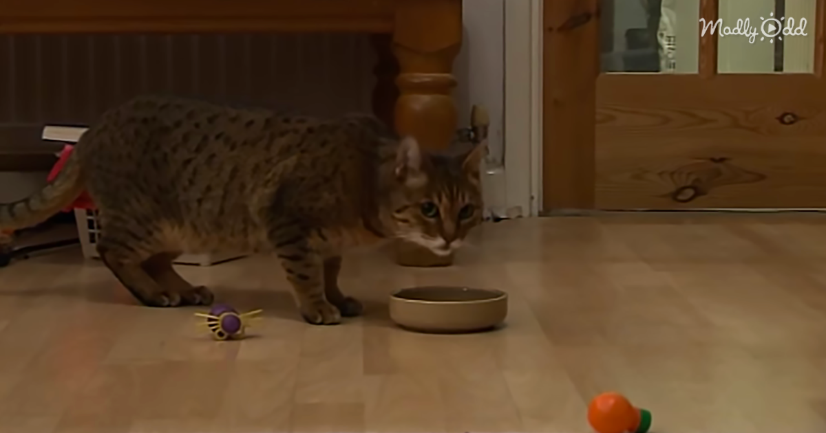 Bengal Cat Meets New Adorable Kitten Family Member For The First Time