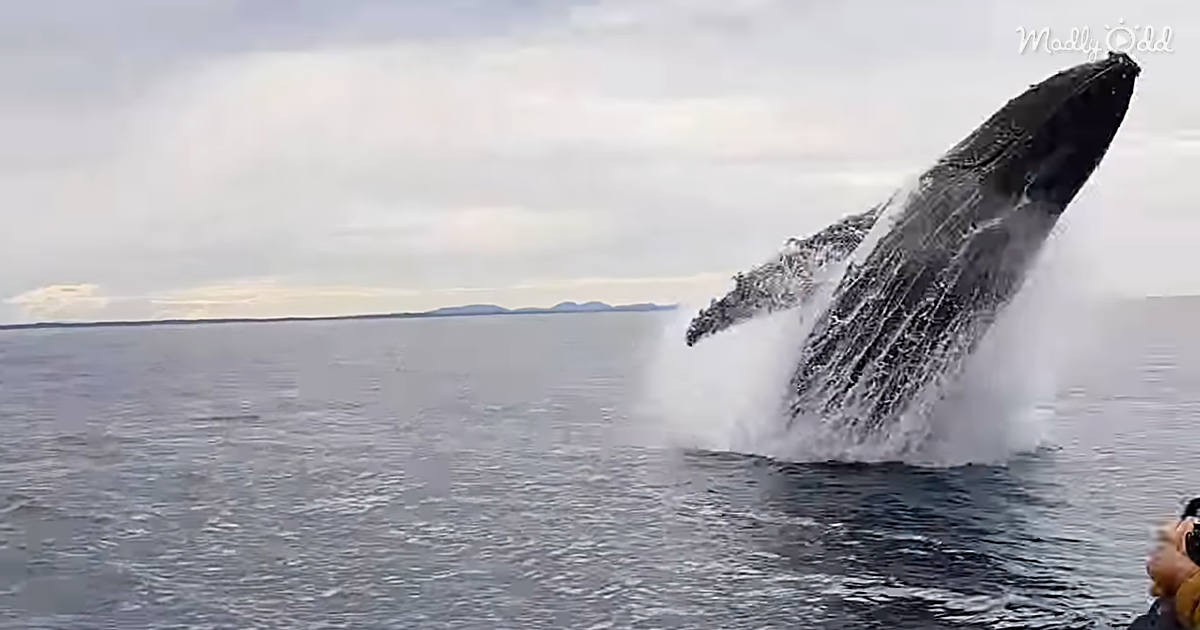 Boat Of Whale Watchers Get The Surprise Of Their Life