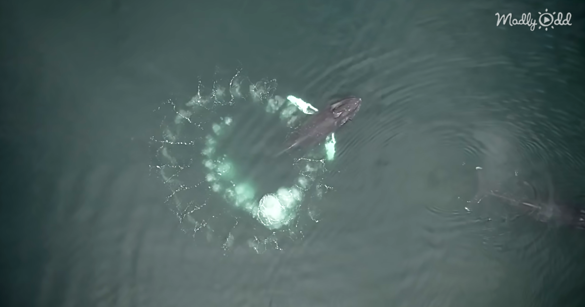 Amazing Drone Footage Shows Humpback Whales Creating Bubble Nets To Trap Prey