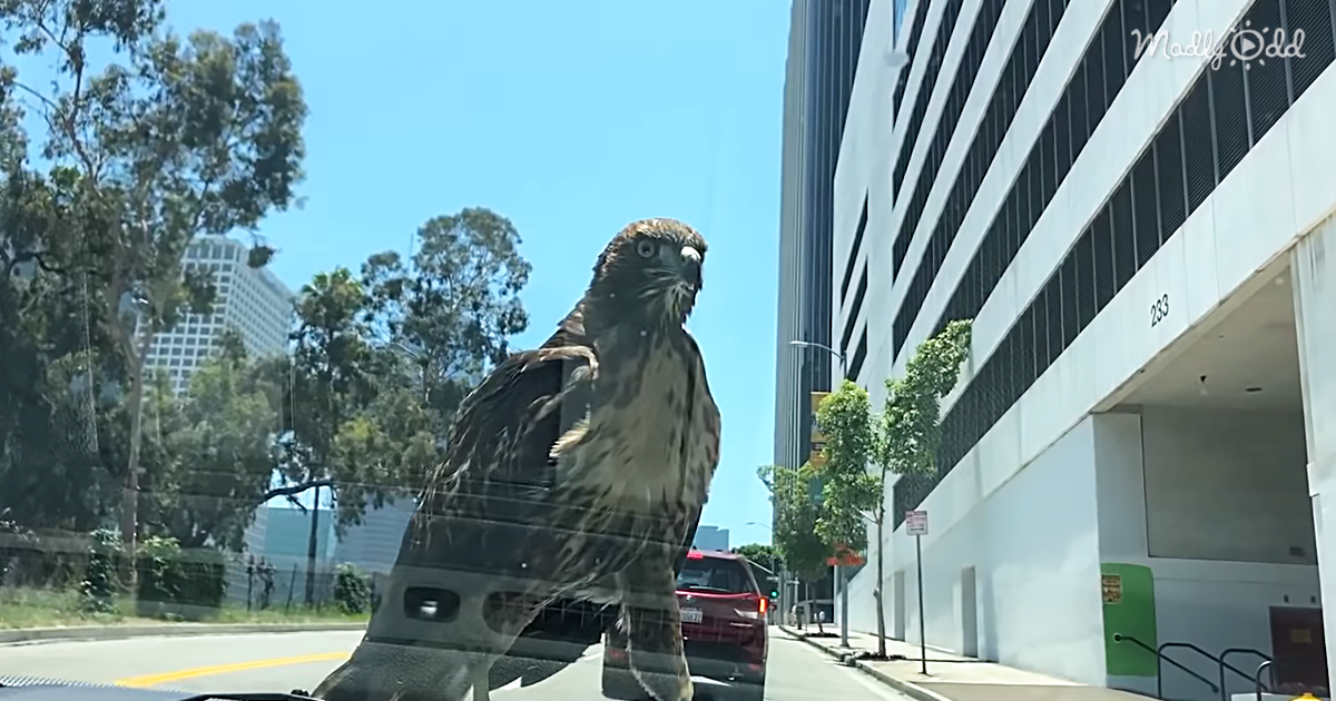 In downtown LA two women got the experience of their lives when a red-tailed hawk landed on the front of their car. They drove around with the bird on the hood of their car for 15 minutes before he flew off, happy as can be.