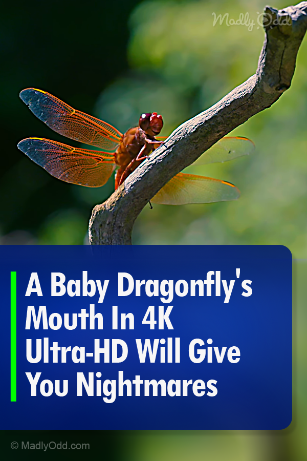 A Baby Dragonfly\'s Mouth In 4K Ultra-HD Will Give You Nightmares