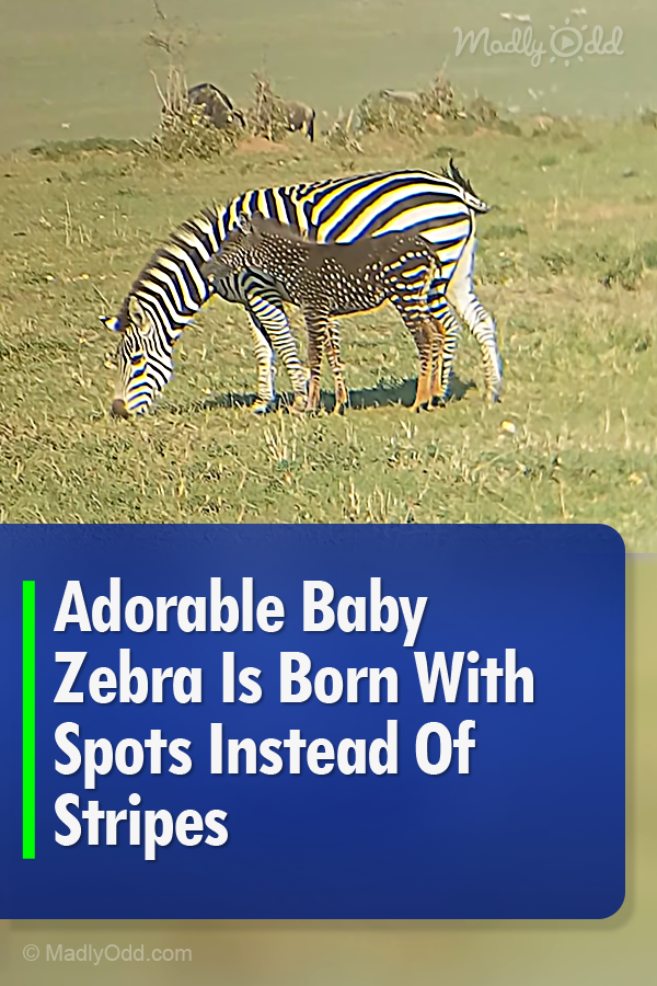 Adorable Baby Zebra Is Born With Spots Instead Of Stripes