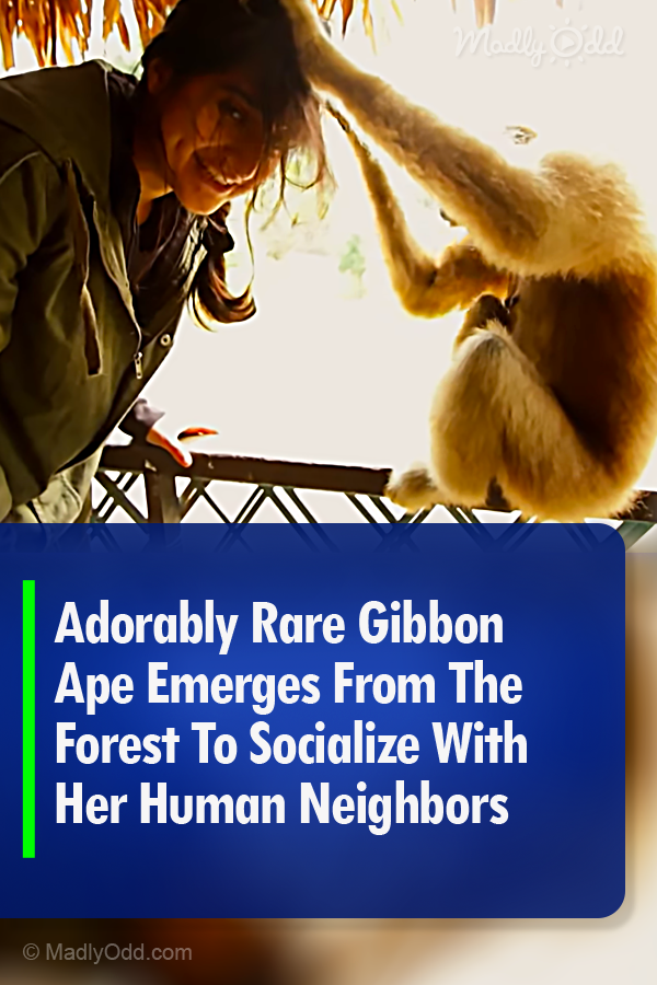 Adorably Rare Gibbon Ape Emerges From The Forest To Socialize With Her Human Neighbors