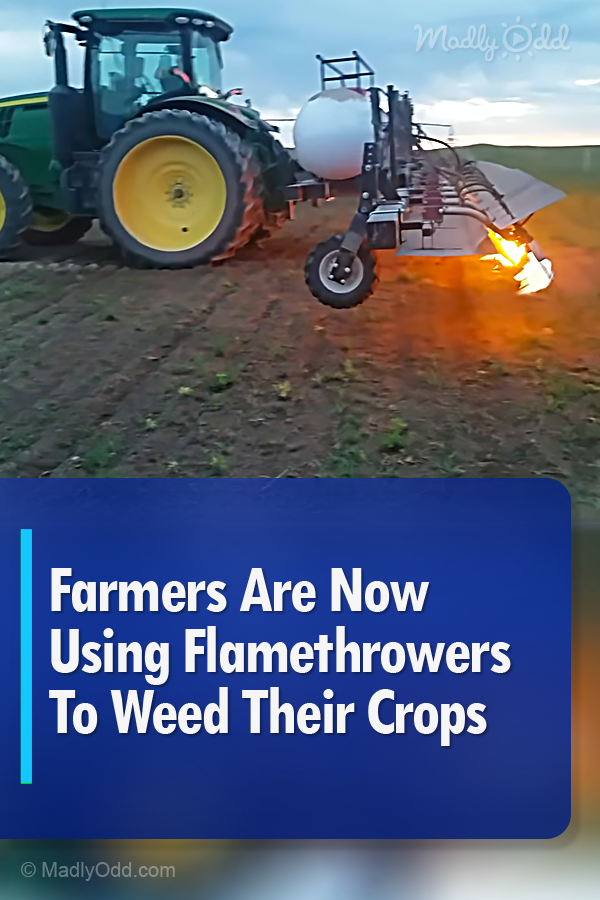 Farmers Are Now Using Flamethrower Tractors To Weed Their Crops