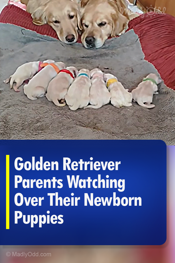 Golden Retriever Parents Watching Over Their Newborn Puppies