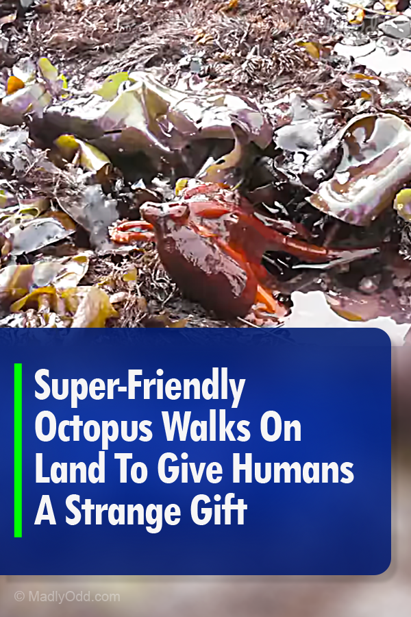 Super-Friendly Octopus Walks On Land To Give Humans A Strange Gift
