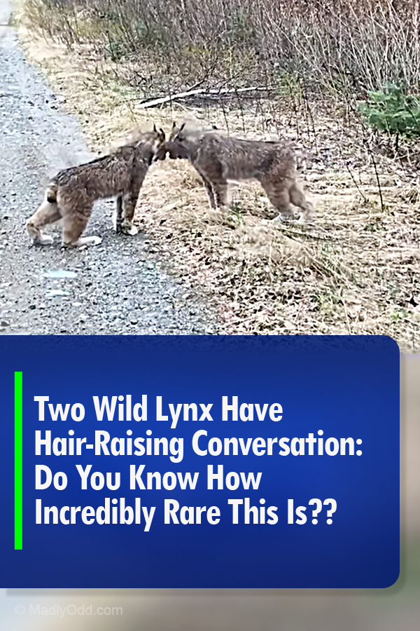 Two Wild Lynx Have Hair-Raising Conversation: Do You Know How Incredibly Rare This Is??