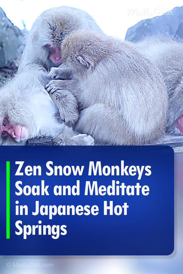 Zen Snow Monkeys Soak and Meditate in Japanese Hot Springs