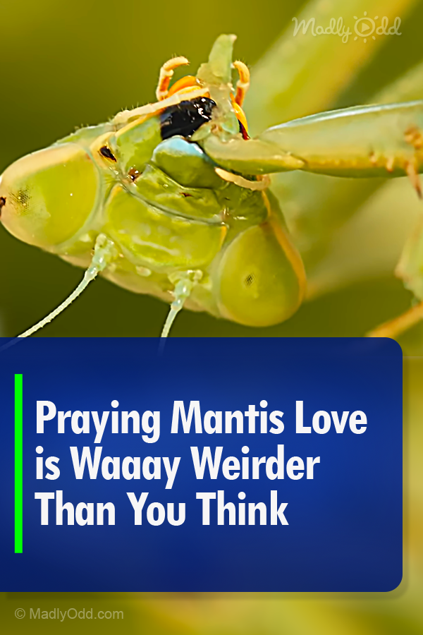 Praying Mantis Love is Waaay Weirder Than You Think
