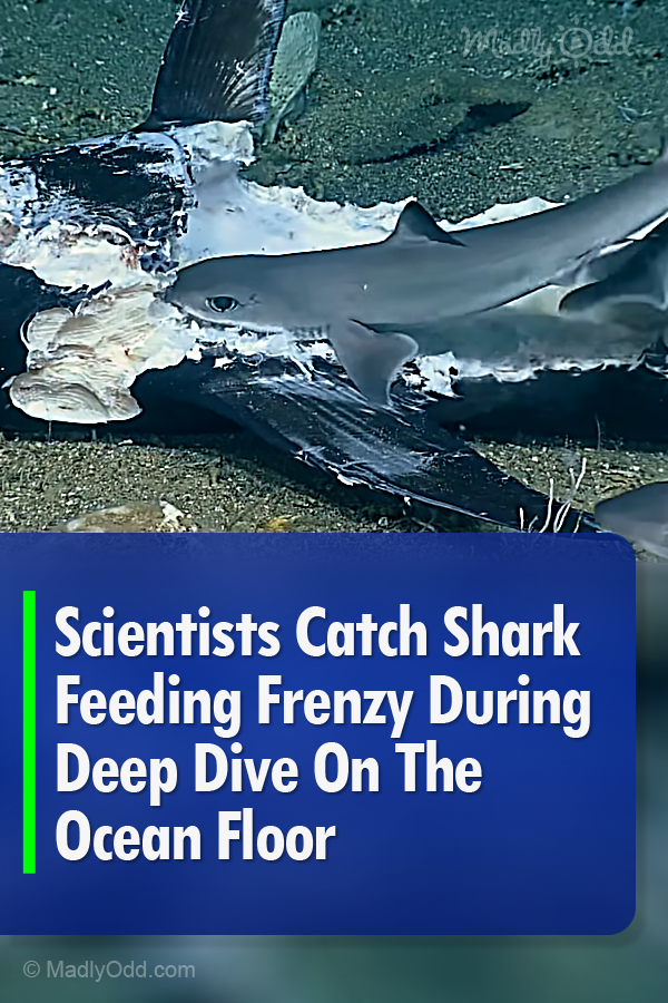 Scientists Catch Shark Feeding Frenzy During Deep Dive On The Ocean Floor