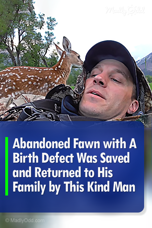 Abandoned Fawn with A Birth Defect Was Saved and Returned to His Family by This Kind Man