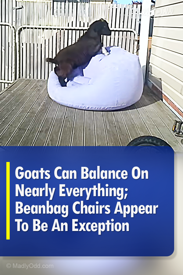 Goats Can Balance On Nearly Everything; Beanbag Chairs Appear To Be An Exception