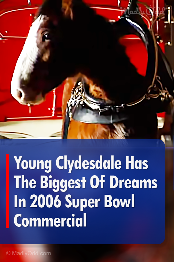 Young Clydesdale Has The Biggest Of Dreams In 2006 Super Bowl Commercial