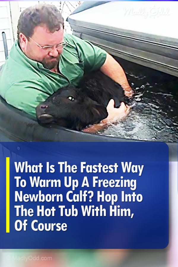 What Is The Fastest Way To Warm Up A Freezing Newborn Calf? Hop Into The Hot Tub With Him, Of Course