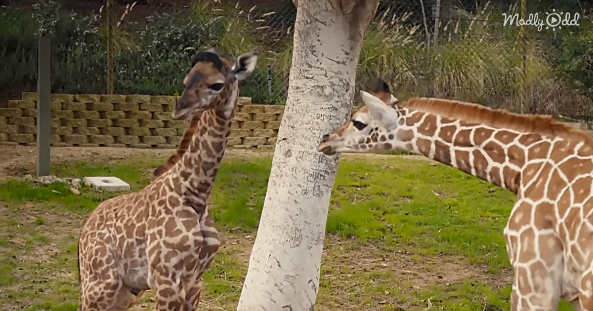 Hand-Raising Baby Giraffes Is A Tough But Rewarding Experience