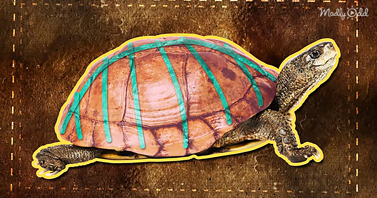 Take A Peek Inside A Turtle’s Shell. What You See Might Surprise You