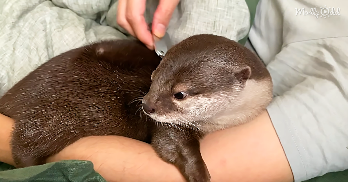 When This Super Comfy Otter Began To Squeak, He Stole Our Hearts