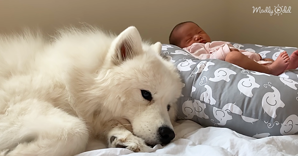 This Loving Dog Just Wants To Protect The New Baby