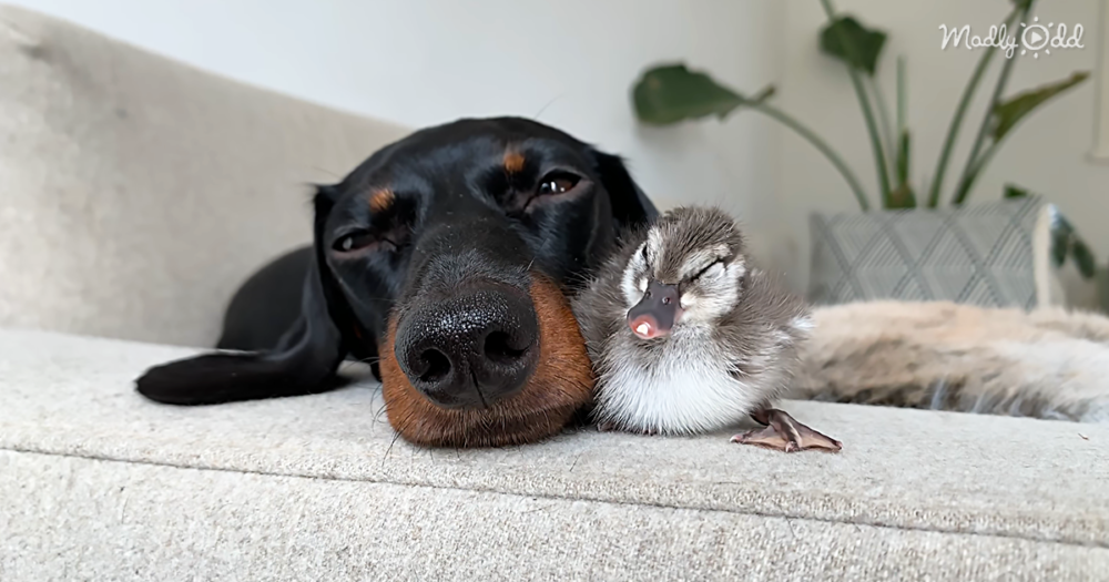 Loulou the Dachshund is so excited when a duckling egg hatches at her home. She and her new fluffy friend instantly become pals for life.