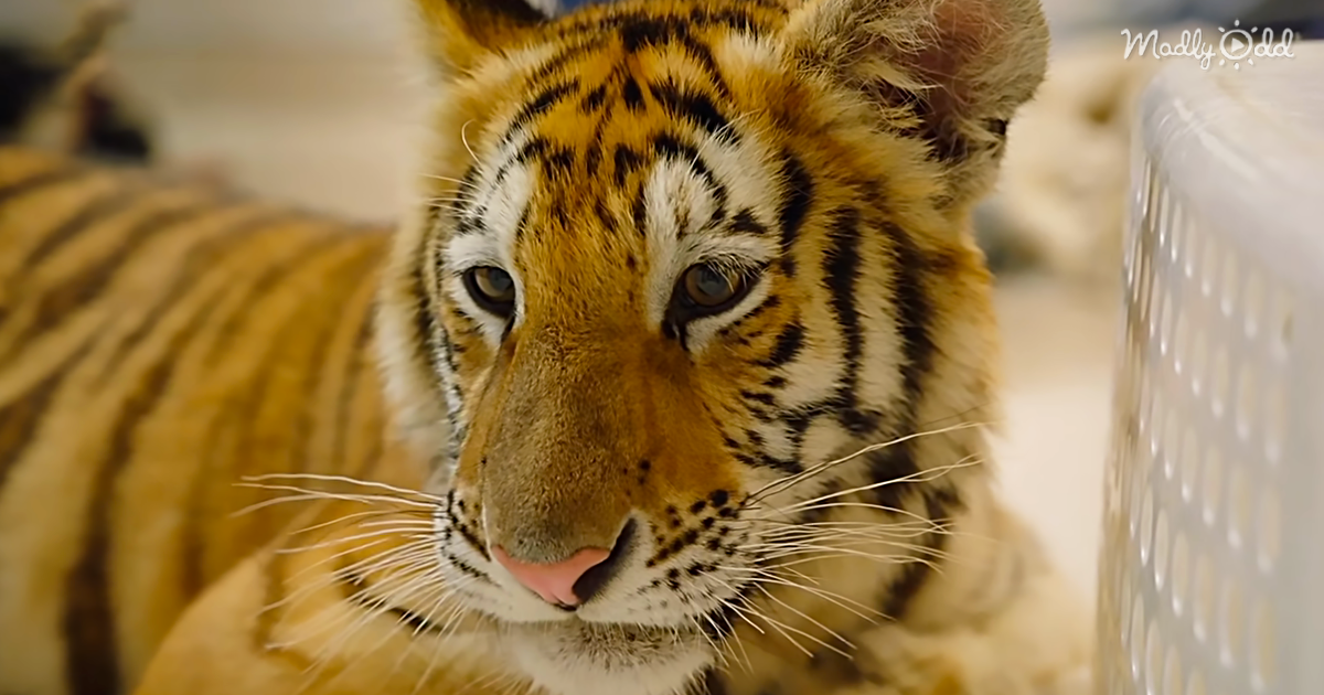 Examining A Mischievous Pet Tiger Found Roaming The Streets