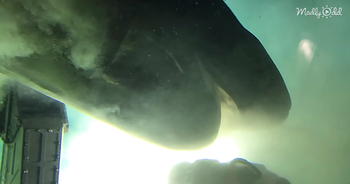 Scientists In Deep Sea Submarine Have Close Encounter With A Giant Blunt-Nose Sixgill Shark