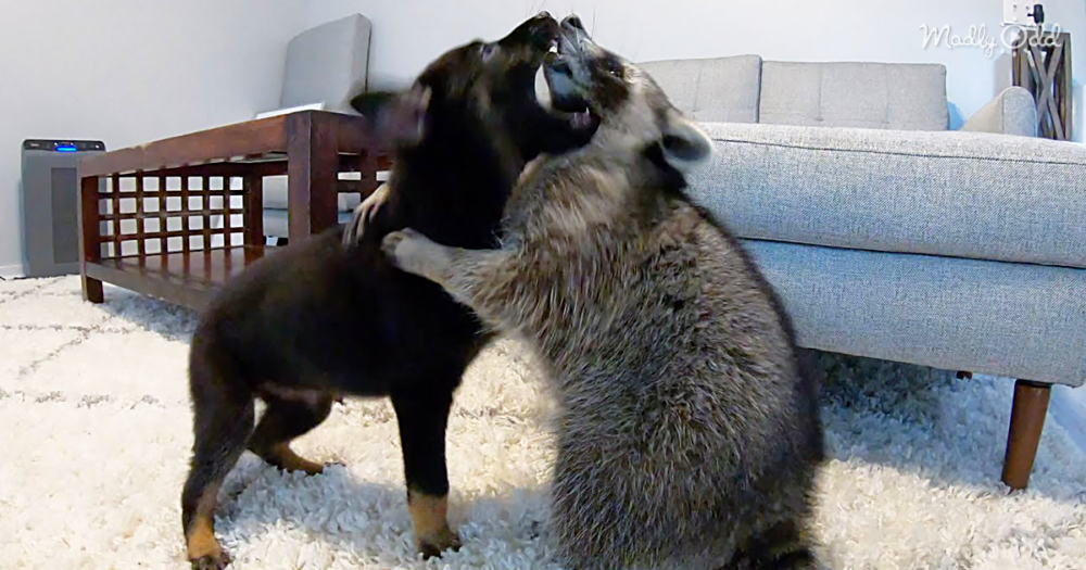 Excitable Puppy Meets Reticent Raccoon For The First Time, And Our Hearts Can’t Handle The Cute
